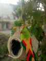 Handmade Artificial Bird nest, with Bird Egg Decorative Nest, excellent Decor BIRD Houses for inside cage and Outside Hanging Nesting Clearance Hand Woven Natural Humming Bird Nest Hut for Window Home Garden Outdoor Decoration. 