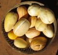 Snap Melon (Phoot) - 100 Plus Seeds By More Green. 