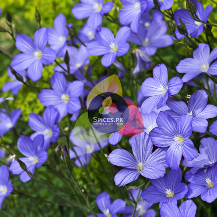 Premium%20Organic%20Flax%20Seeds%20Powder%20(Alsi%20Powder)%20145g%20%E2%80%93%20100%25%20Pure%20&%20Natural%20Ground%20Flaxseed%20/%20Alsi%20ka%20Atta%20for%20Cooking%20&%20Baking%20-%20Image%208