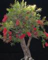 50 Seeds Bottle Brushes Tree -Callistemon Bonsai Plant Flower. 