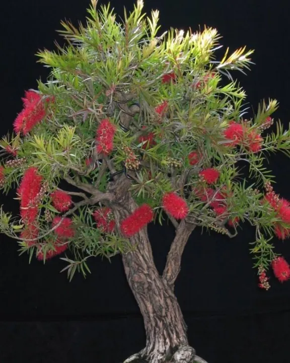 50%20Seeds%20Bottle%20Brushes%20Tree%20-Callistemon%20Bonsai%20Plant%20Flower%20-%20Image%202