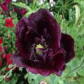 Poppy Paradise Black Flower Seeds. 
