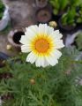 Crown daisy, White daisy, Winter flower, White daisy seeds, Crown daisy seeds, beautiful winter flower seeds. 