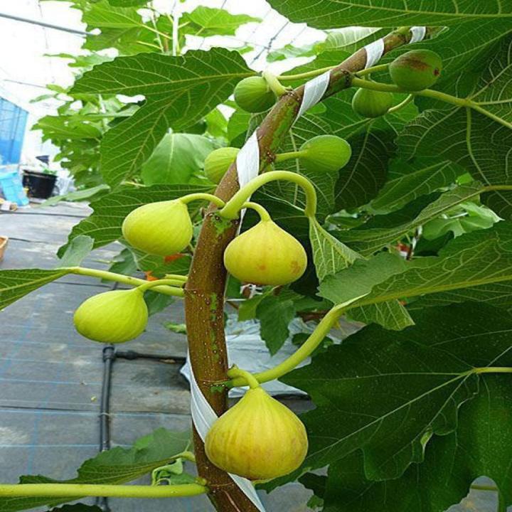 Fig Calimyrna Fruit Tree Seeds