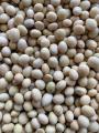 Imported Organic Soya Bean Seeds-1Kg. 