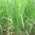 Lemon Grass Seeds - UK Imported - Lemongrass Home Kitchen Gardening. 