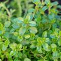 Thyme Herb Seeds Thymus Vulgaris Home Kitchen Gardening Seeds. 