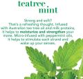 OGX Hydrating + Tea Tree Mint Shampoo, 13 Ounce 385ml. 