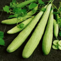 Kakri Tar (Armenian Cucumber ) Summer vegetable Seeds. 
