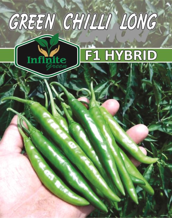 Green Chilli long F1 Hybrid seeds