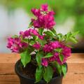 Bougainvillea Garden-Plant |Best for Seed Garden & Home Decoration|. 