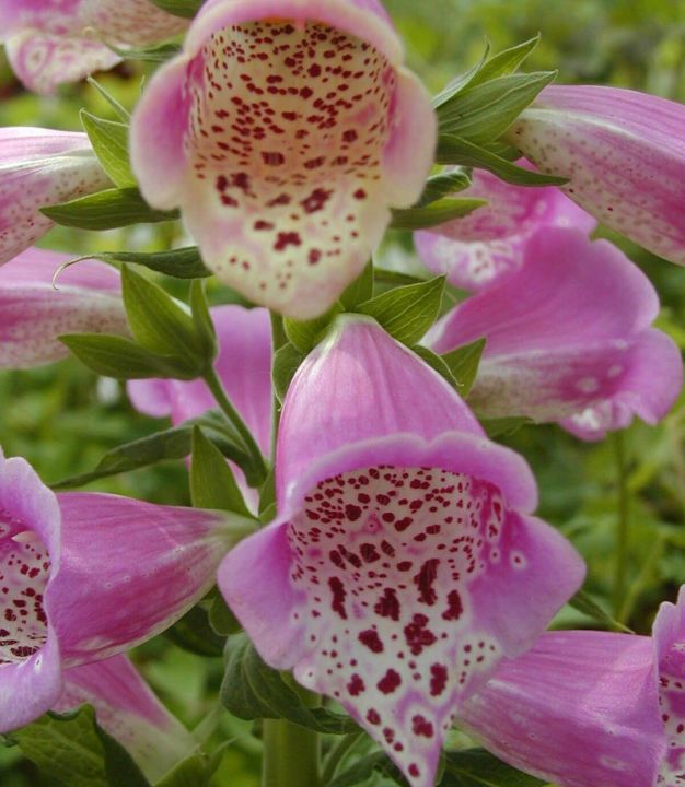 50+Seeds%20%20-%20Digitalis%20Foxglove%20Foxy%20Mix%20Color%20Seeds%20-%20Home%20Kitchen%20Gardening%20Flower%20Seeds%20-%20Image%205