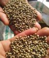 Khan Pansari Hemp Seeds, 400grm Organic, 100% Natural And Pure. 
