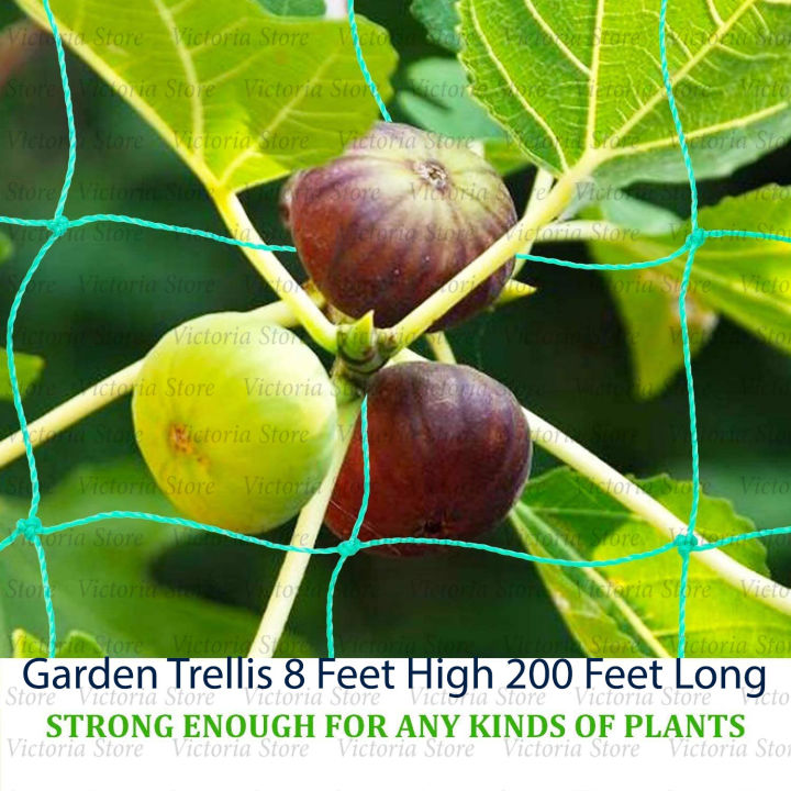 Climbing Plants Supporting Net - 8 Feet High 200 Feet Long Nylon Trellis and Crop Net for Climbing Plants