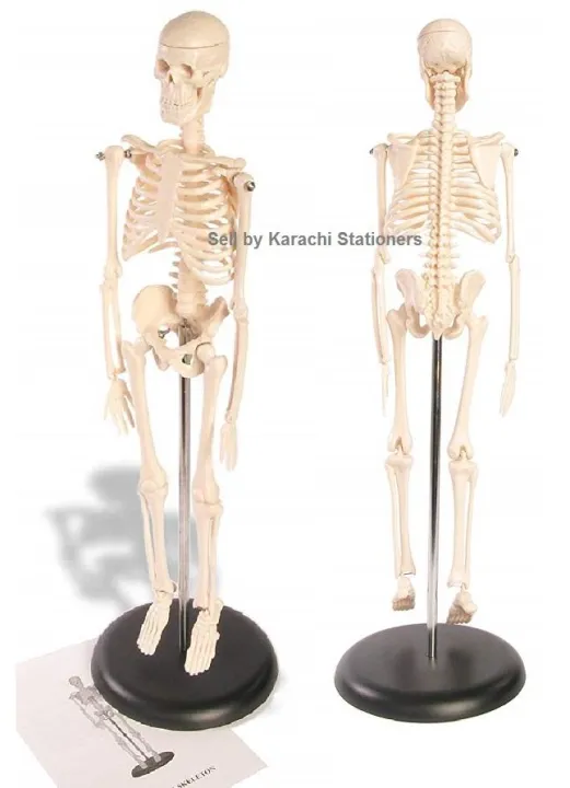 human%20skeleton%20-%20Image%202