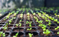Organic Soilless Seed Starter Mix - Mixture of Vermicompost Coco Peat/Cocopeat and Perlite. 