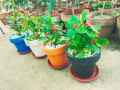 decoration pack of  5 Round crown pot  7 X 8. 