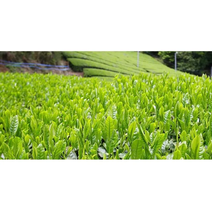 Popular%20for%20AMAZON%20Vendors%20100%25%20Pure%20Natural%20Organic%20Matcha%20OEM%20with%20White%20Label%20200grams%20-%20Image%204