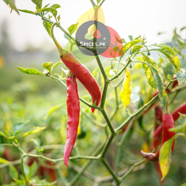 Premium%20Organic%20Red%20Chili%20Flakes%20(Dara%20Mirch)%20%E2%80%93%20100%25%20Pure%20Crushed%20Red%20Chili%20for%20Pizza,%20Curries%20&%20Spice%20Blends%20%E2%80%93%20140g%20-%20Image%207