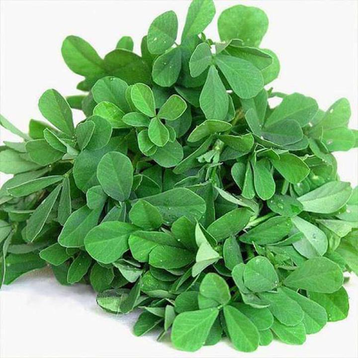 300+%20Methi%20/%20Fenugreek%20Vegetable%20Seeds%20-%20High%20Germination%20Rate%20-%20Image%202