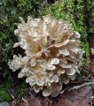 Hen of the Woods Mushroom 250 Grams. 