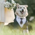 Pet suit dog dress tuxedo wedding pet dress two-piece tie set corgi chai. 