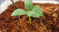 Coco Peat 1 kg for Seed sowing / seedlings. 