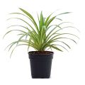 Spider Plant Chlorophytum Comosum. 