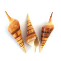 3 Snail Shape Seashells Pack Large Size For Home & Equrium Decoration. 