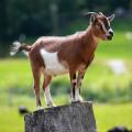 Goat for Aqeeqa. 