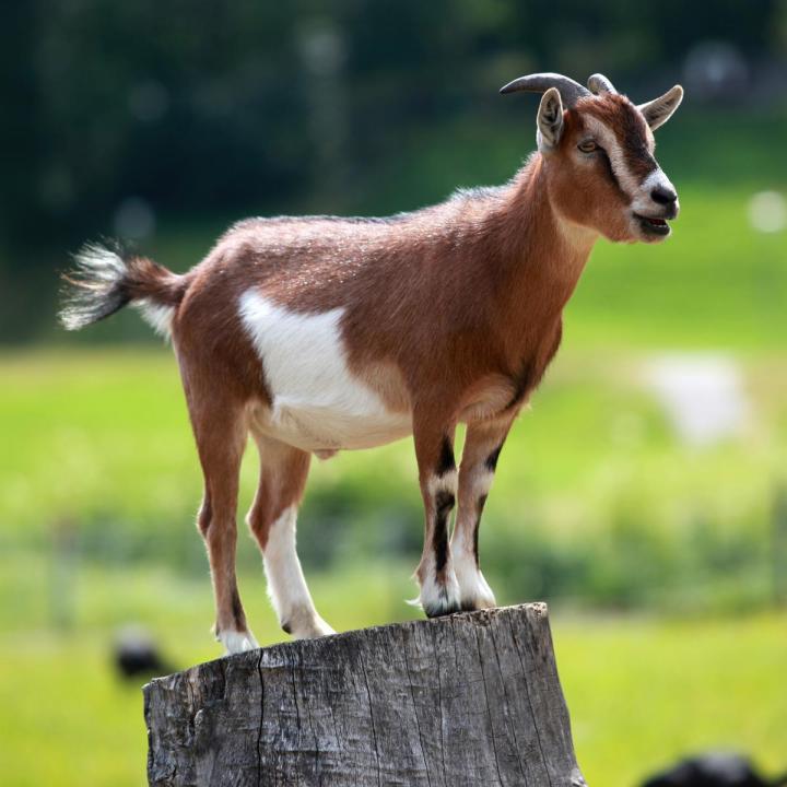 Goat for Aqeeqa