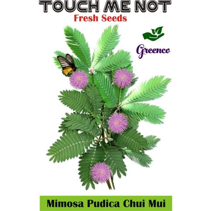 Mimosa Pudica Chui Mui Sensitive Plant Seeds