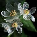 Rare Exotic Blooming Plants Skeleton Flowers Seeds. 