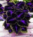 Purple Velvet Coleus Plant Seeds. 