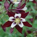 Burpee Columbine Flower Seeds. 