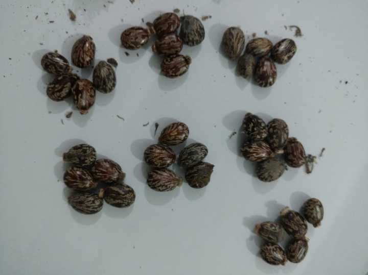 35%20Castor%20oil%20seeds%20100percent%20germinate%20for%20grow%20caster%20plant%20Eranda%20(%20Ricinus%20communis%20)%20castor%20beans%20arand%20tree%20use%20for%20many%20purpose%20-%20Image%208