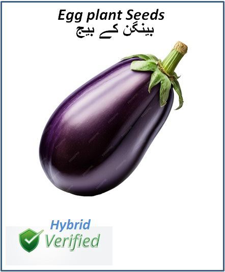 Hybrid Eggplant Seeds ( Bangan k beech )