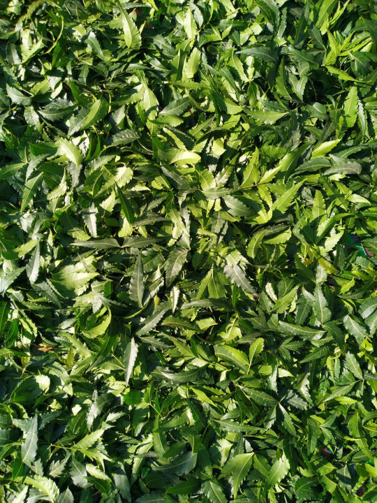 50g%20Neem%20Leaf%20Powder%20-%20Home%20Grown%20Organic%20-%20Image%204