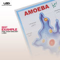Structure and Classification Of Amoeba Wall Poster |  Unicellular Organism Amoeba Diagram Wall Chart | HD Picture presentation on 200-gram Card 20*30 inches. 