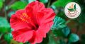 TeaDreamTea Hibiscus Tea Bags | 30 Bleach-Free Tea Bags | Caffeine Free | Dried Hibiscus Flowers | Hibiscus Flower Tea | Dried Flower Tea | Brew Hot or Iced |Herbal Hibiscus Tea. 