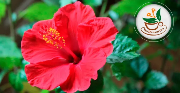 TeaDreamTea%20Hibiscus%20Tea%20Bags%20%7C%2030%20Bleach-Free%20Tea%20Bags%20%7C%20Caffeine%20Free%20%7C%20Dried%20Hibiscus%20Flowers%20%7C%20Hibiscus%20Flower%20Tea%20%7C%20Dried%20Flower%20Tea%20%7C%20Brew%20Hot%20or%20Iced%20%7CHerbal%20Hibiscus%20Tea%20-%20Image%204
