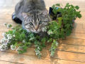 Seeds  - Catnip Herb Seeds - Home Kitchen Gardening Flower Seeds. 