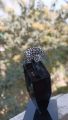 100 % Original Pure Chandi Turkish Ring (Challa) For Men. 