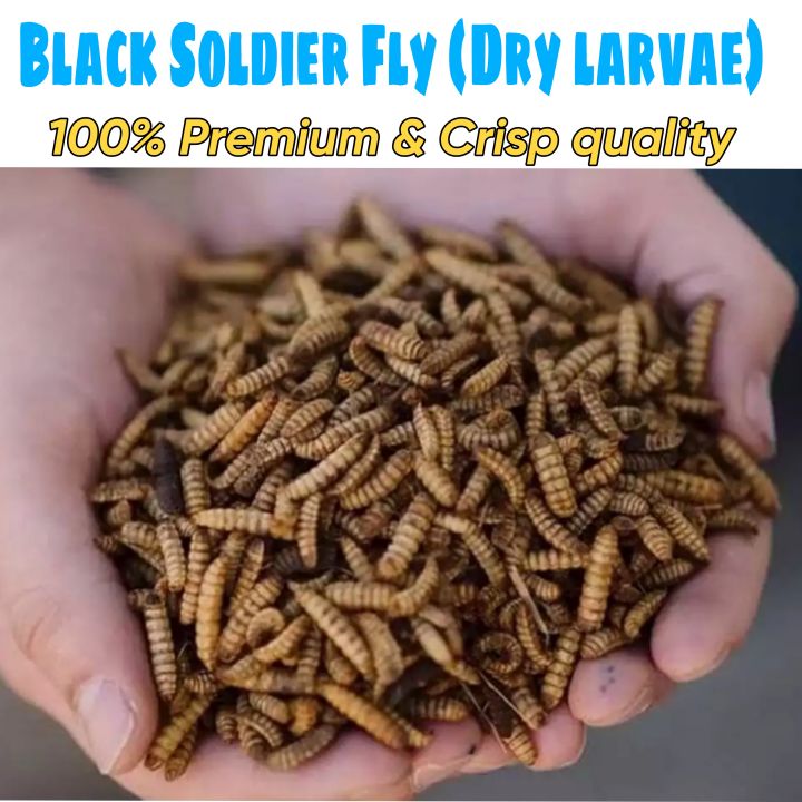 Bsf%20Dry%20Meal%20Worms%20-%20Image%204