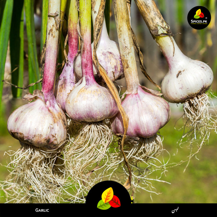 Premium%20Organic%20Garlic%20Powder%20(Lehsan)%20-%20170g%20Pure%20&%20Natural%20Dried%20Thoom%20Powder%20for%20Cooking,%20Seasoning%20&%20Health%20-%20Image%205