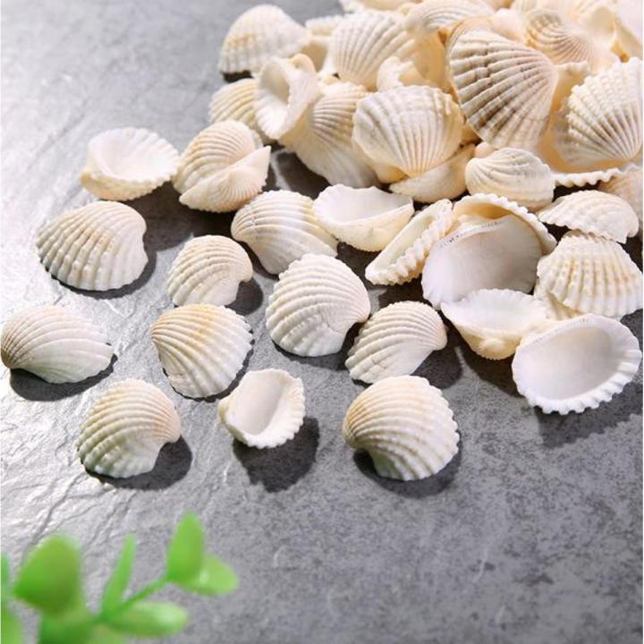 Small Sea Shell White Ocean Scallop Natural Sea Shells Mini Seashells, Approximate Size : 1 x 0.9 x 0.4 Inches