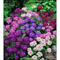Candytuft flower seeds. 