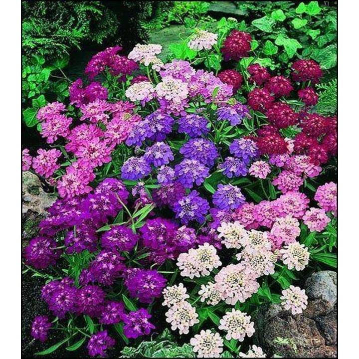 Candytuft flower seeds