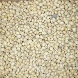 Soya%20Bean%20Seeds%201%20kg%20-%20Image%202