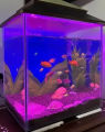 Aquarium LED PINK fish tank Light. 10 inches. 
